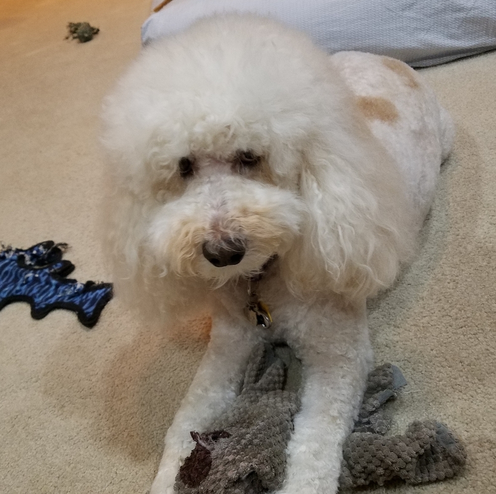 CHANCEY WOW!! 30LBS Weight Loss Time For A Trim❤❤ - Picture 6 of 7
